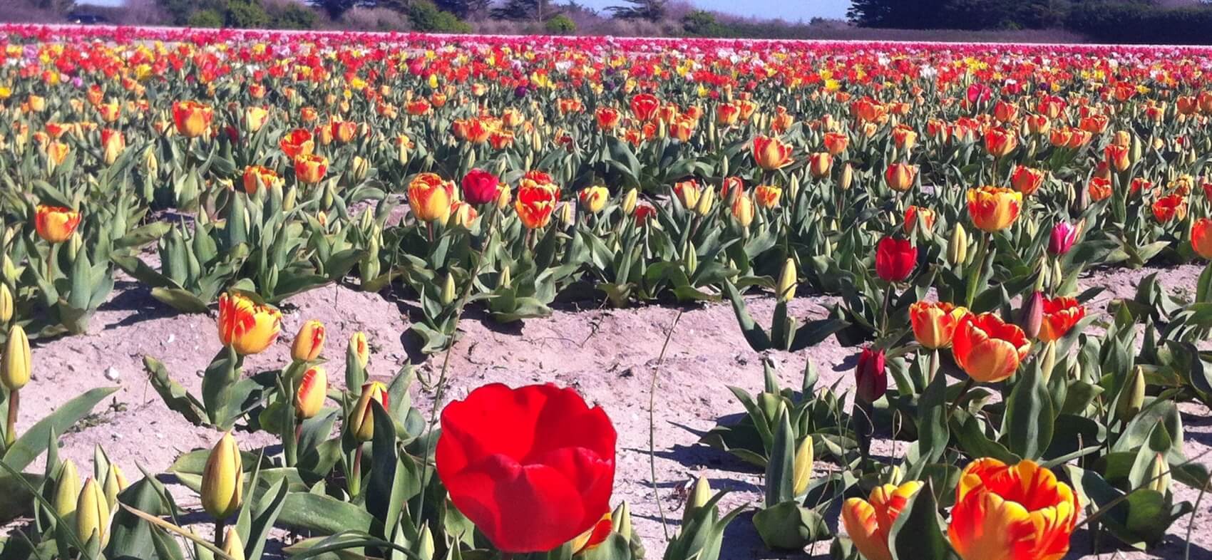 Fête des fleurs en Pays Bigouden