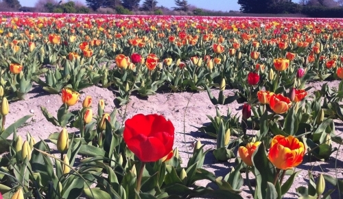 Fête des fleurs en Pays Bigouden