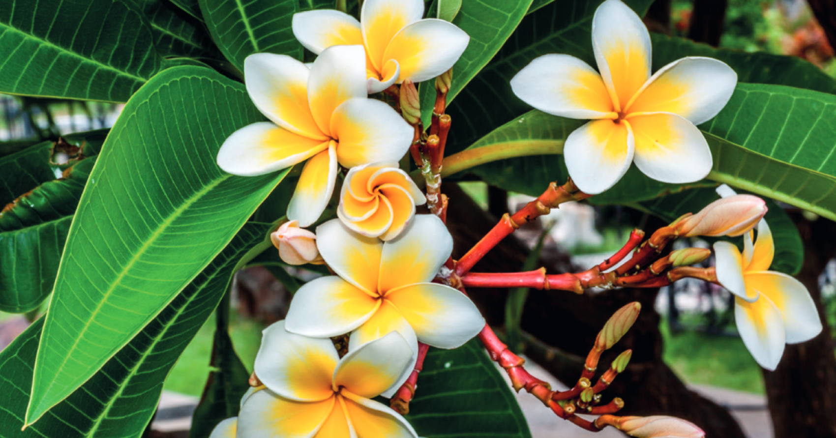 Île de la Réunion et île Maurice