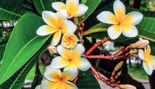 Île de la Réunion et île Maurice