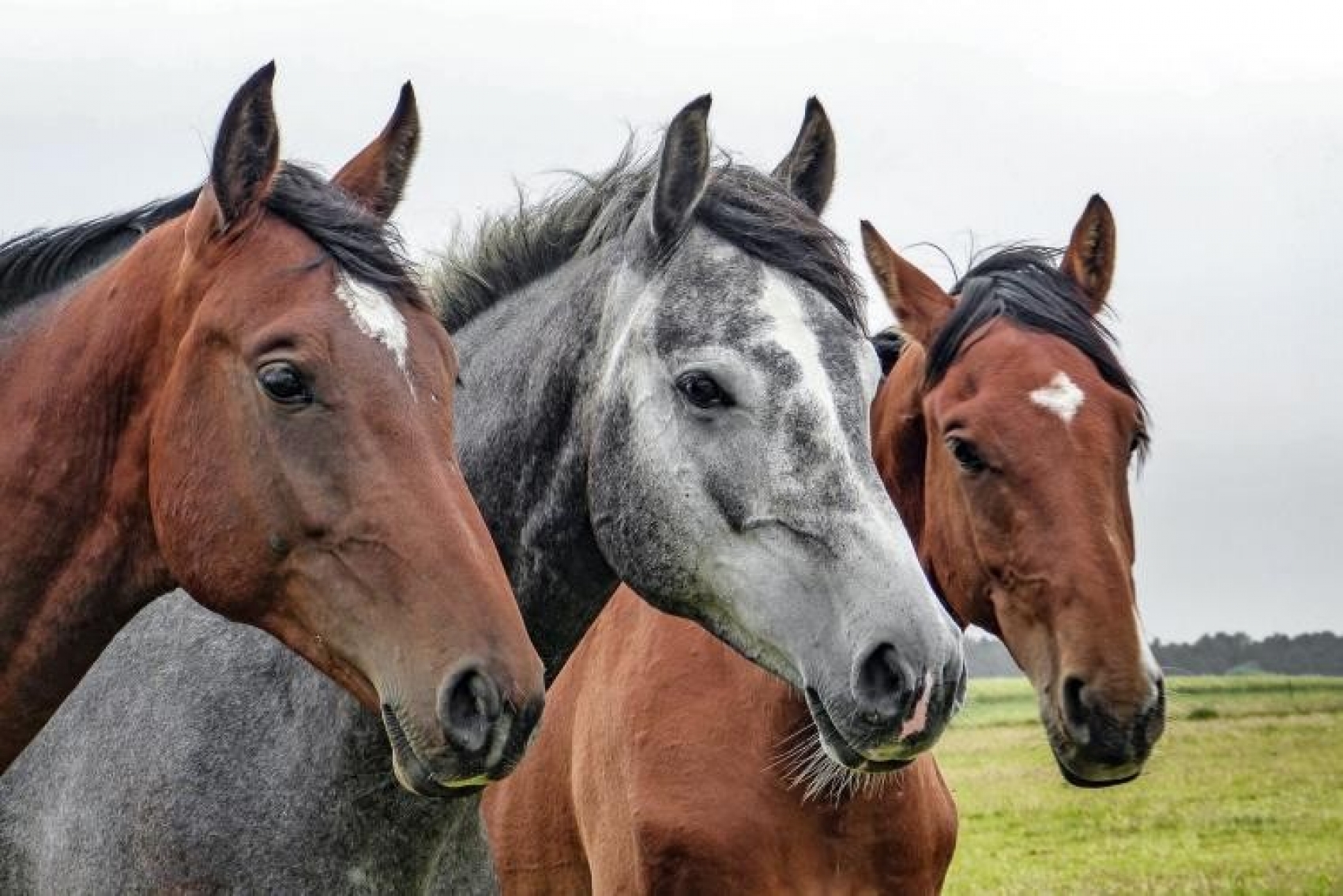 Salon du Cheval à Villepinte ou journée libre à Paris