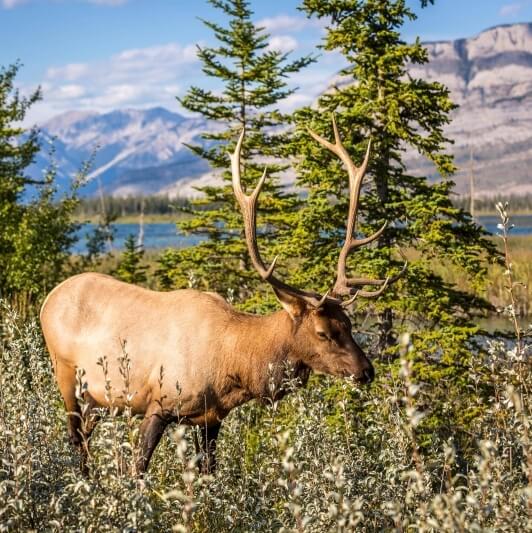 Canada - Gaspésie