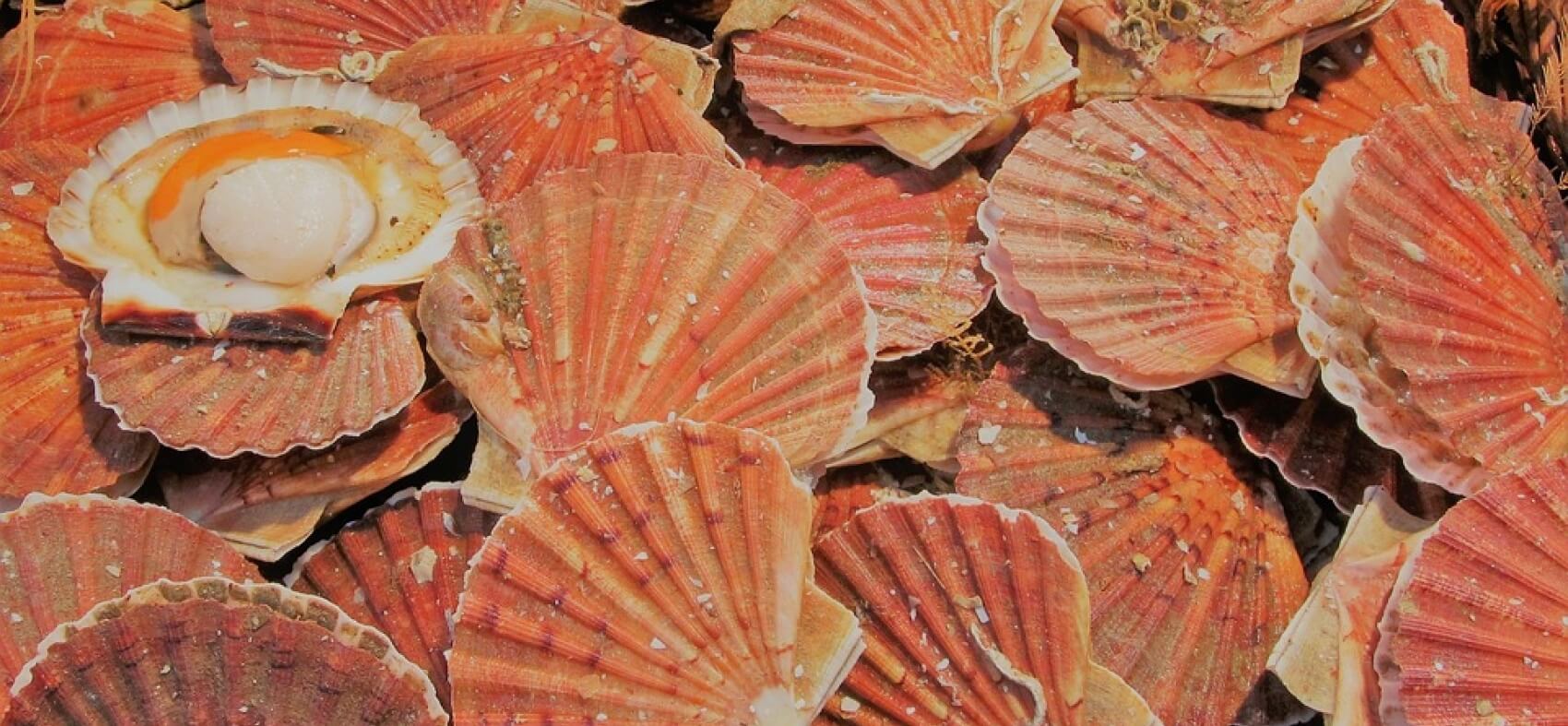 Fête de la coquille Saint-Jacques - ERQUY