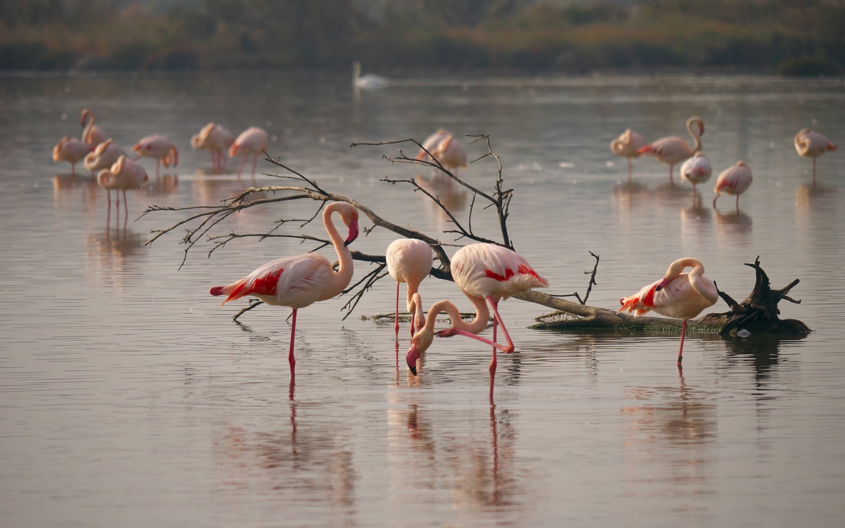 La Camargue - GROUPE ORPAL