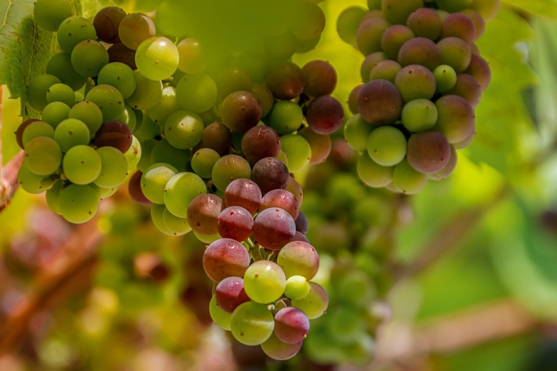 Vendanges à Mihoudy