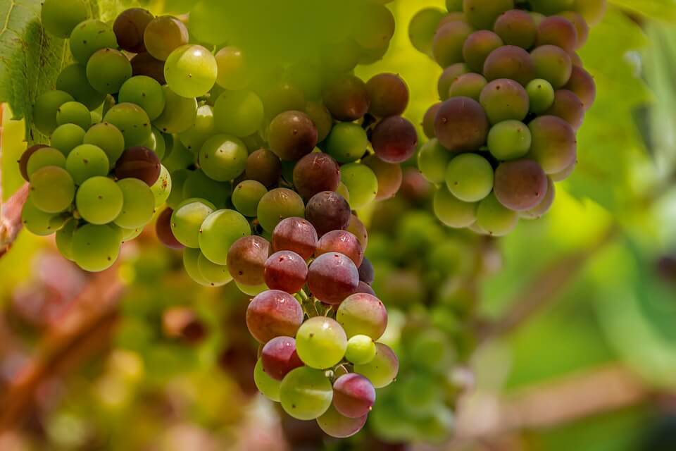 La visite commentée du VIGNOBLE en car