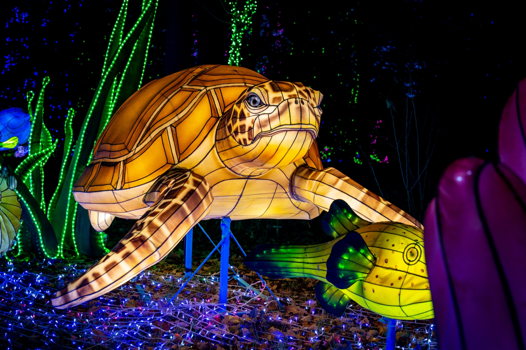 Festival des Lumières Sauvages au ZooSafari de Thoiry