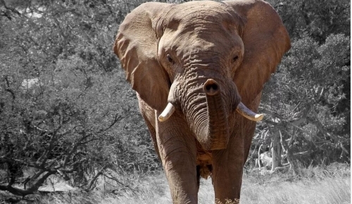 Namibie