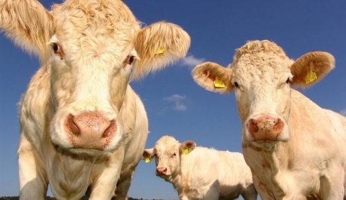 Salon de l'Agriculture ou journée libre à Paris