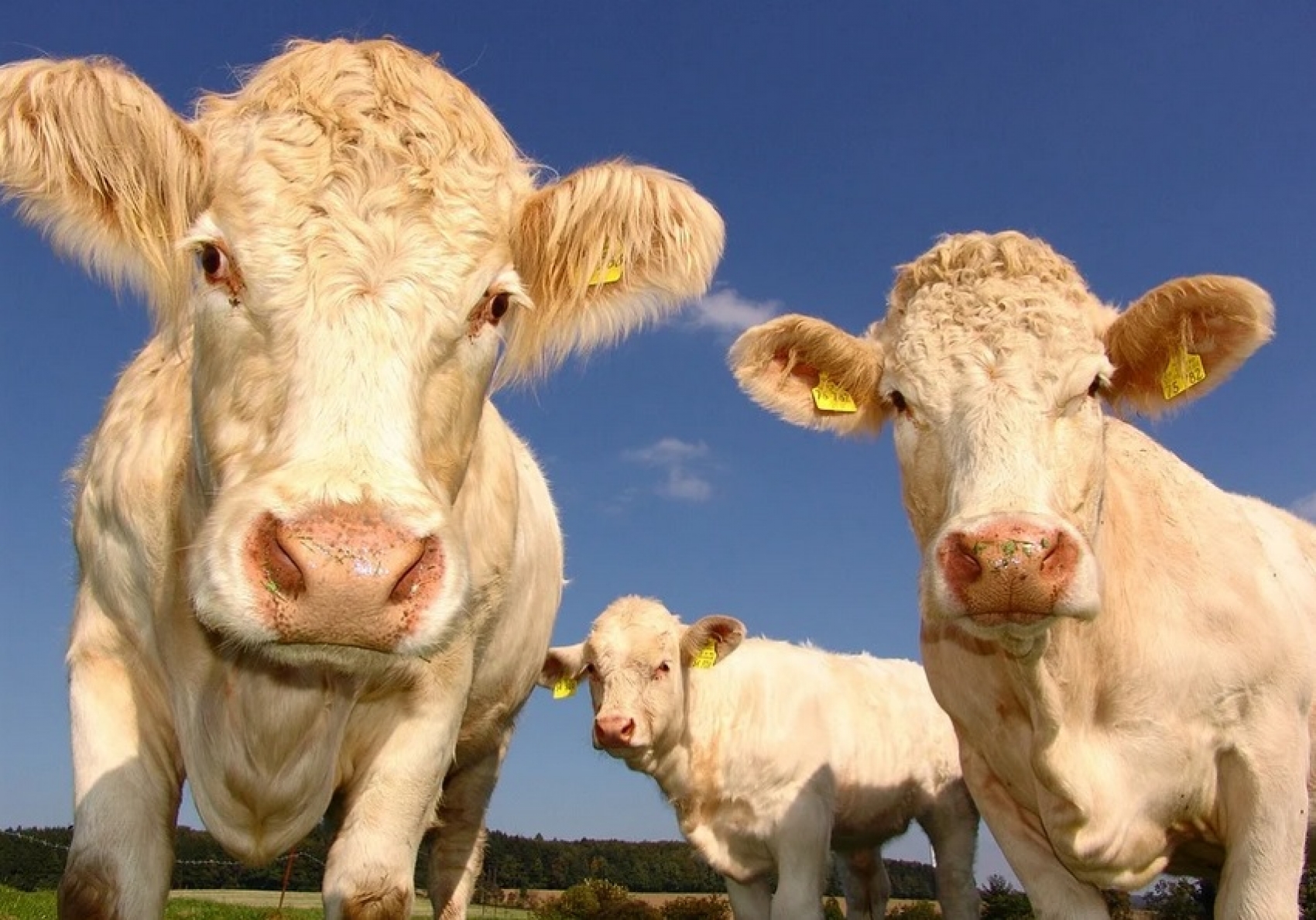 Salon de l'Agriculture ou journée libre à Paris