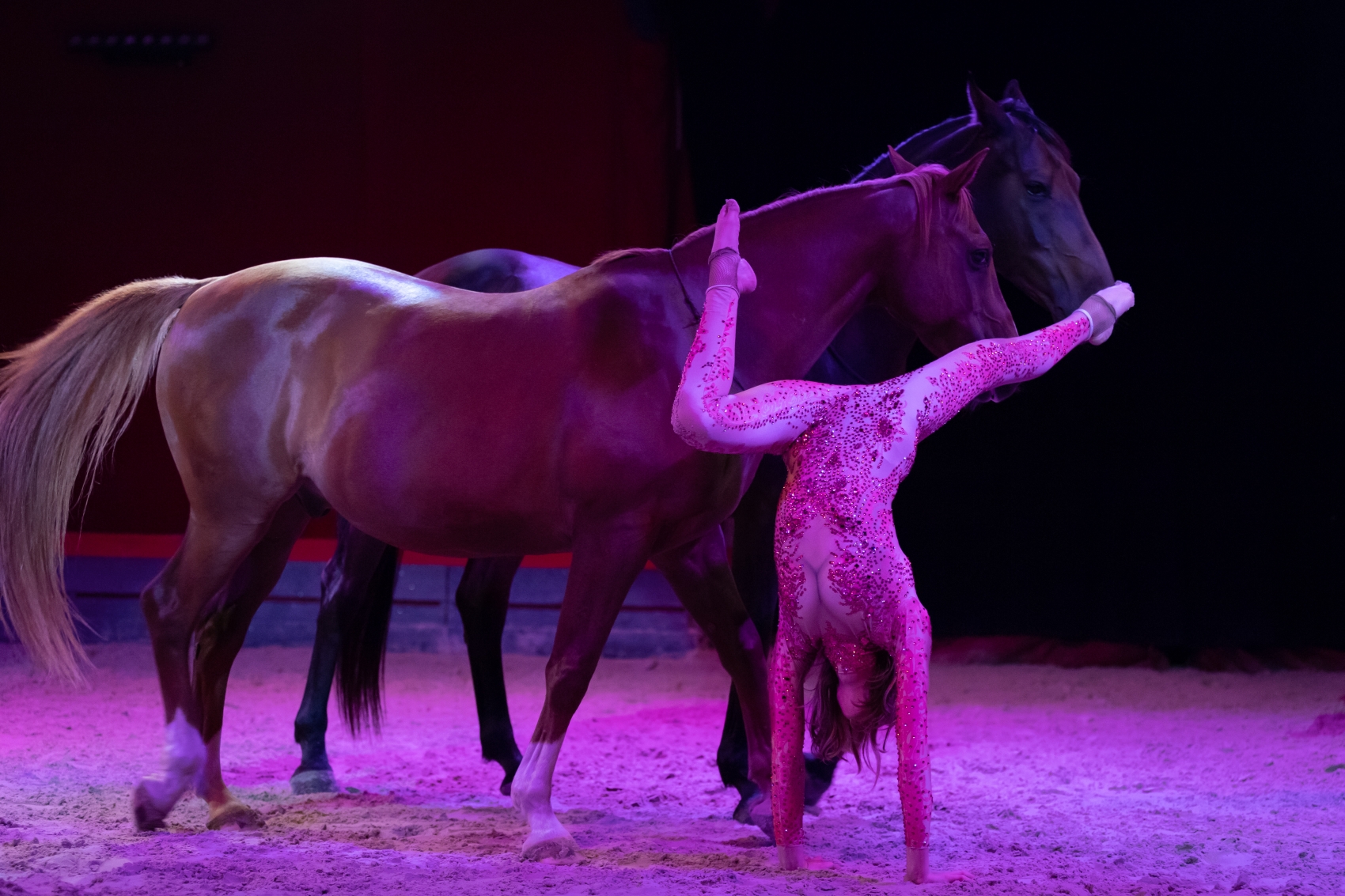 Cabaret Equestre OrstellA à Fontaine Guérin (49)