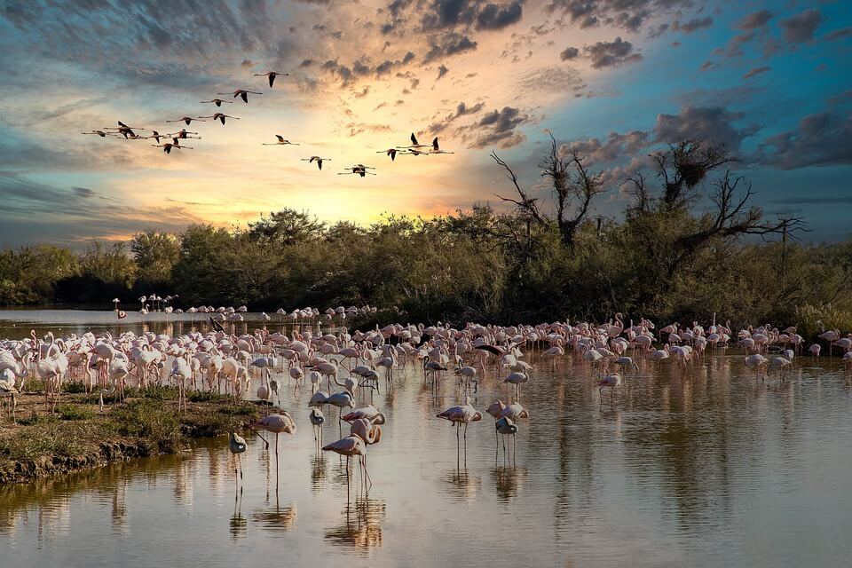 La Camargue - GROUPE ORPAL