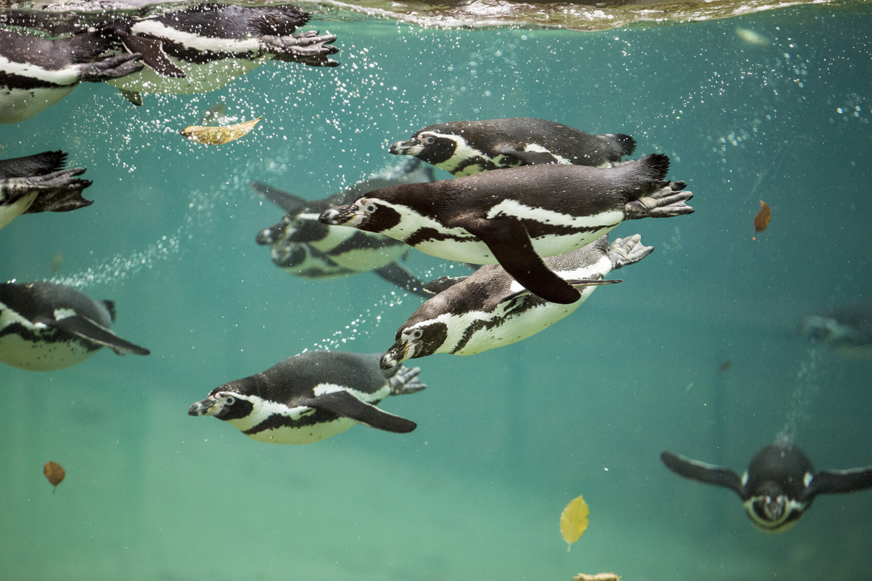 L'après-midi, visite libre du ZOO PARC DE BEAUVAL