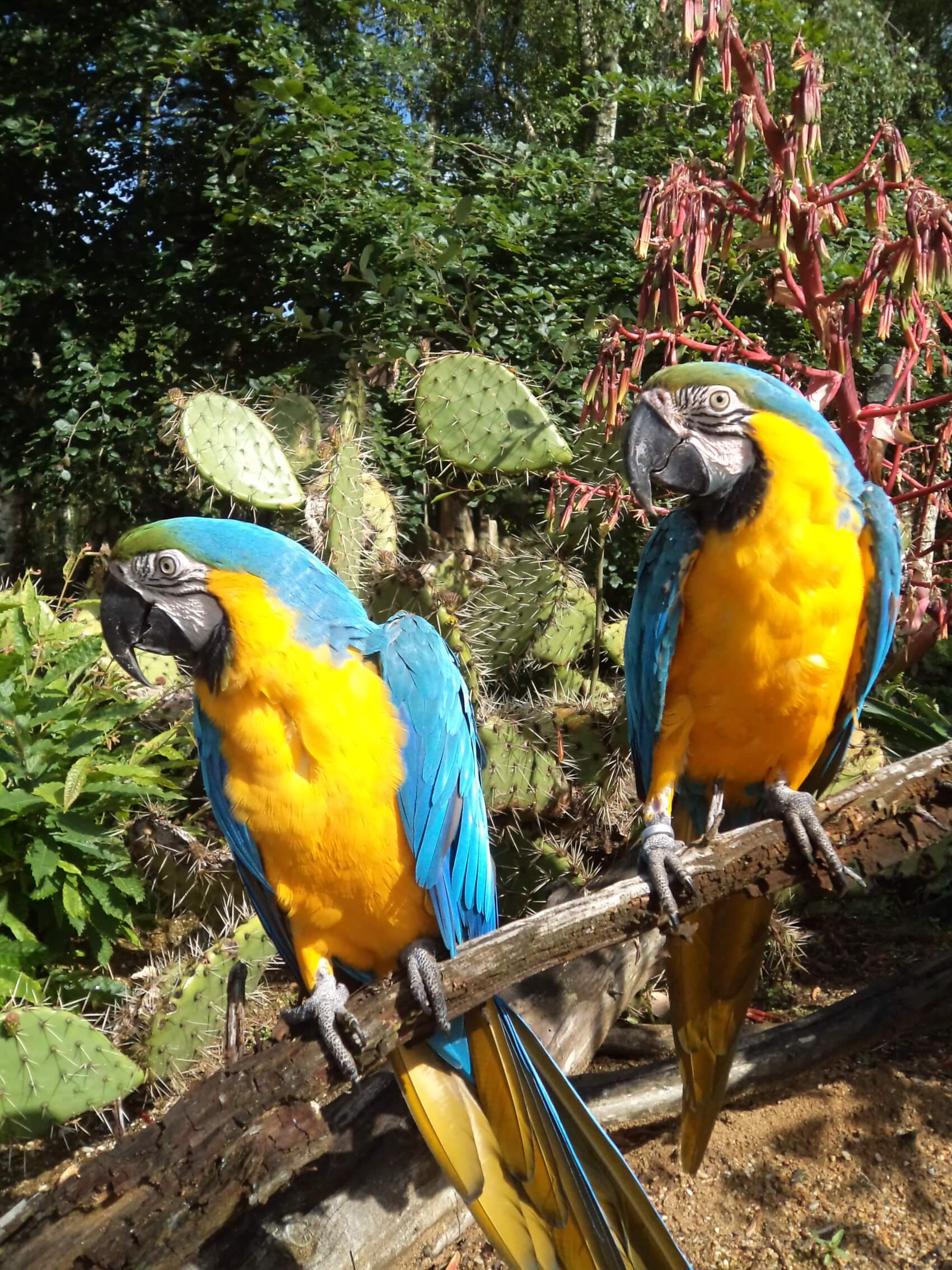 Visite guidée de Tropical Parc et spectacle d'oiseaux