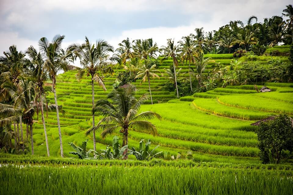 BALI