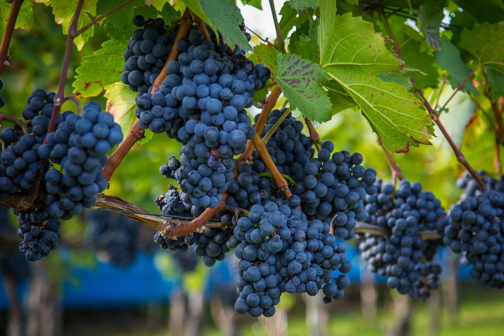 Vendanges à Dénezé-sous-Doué - RETRAITE SPORTIVE DE GORRON