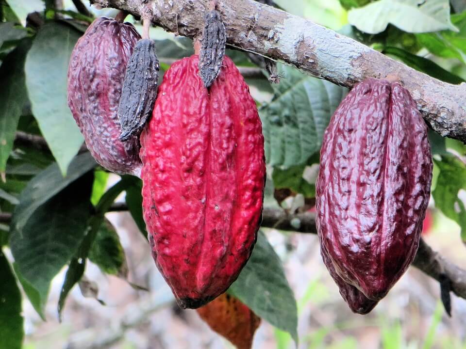 VOTRE PROGRAMME : L'Amérique du Sud :  Cap sur l'Equateur