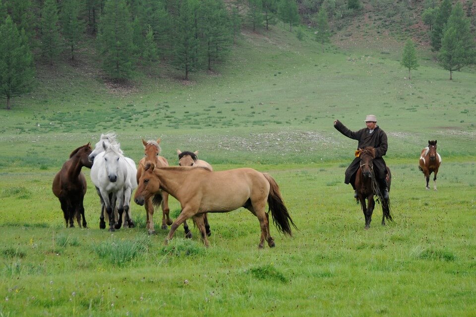 Mongolie