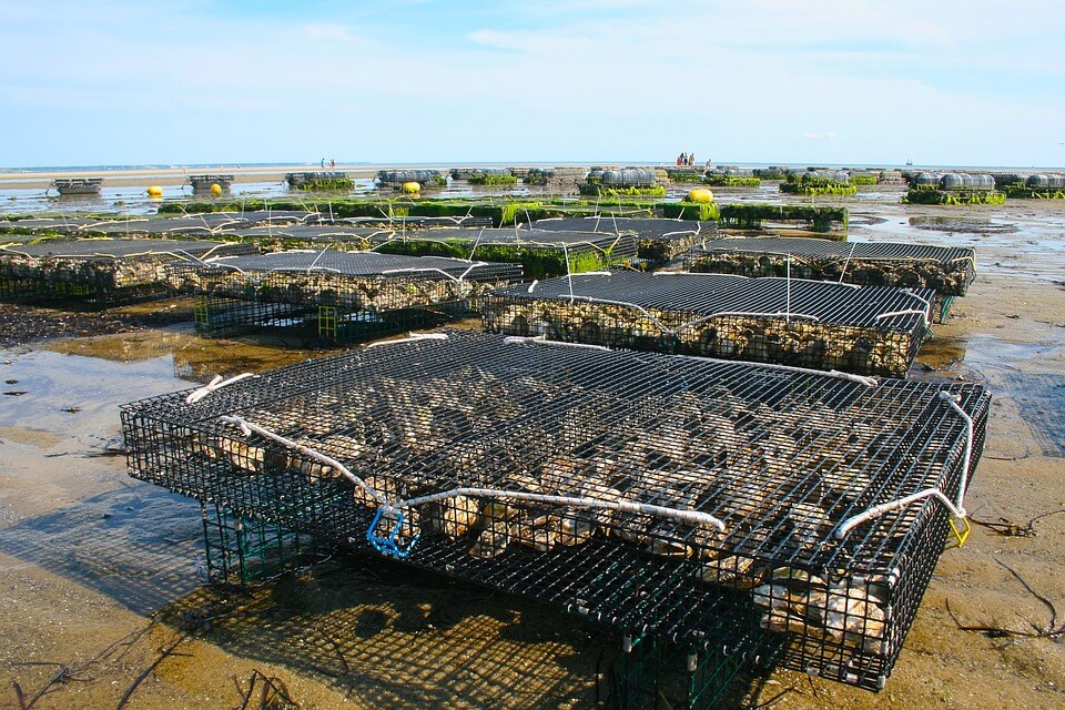 Visite de la ferme marine de Cancale et dégustation d'huîtres