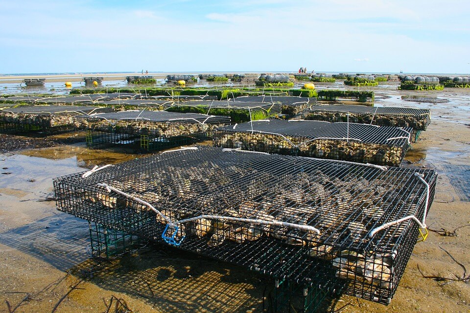 Visite de la ferme marine de Cancale et dégustation d'huîtres