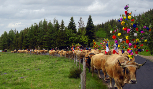 Transhumance en Aubrac et séjour dans l'Aveyron