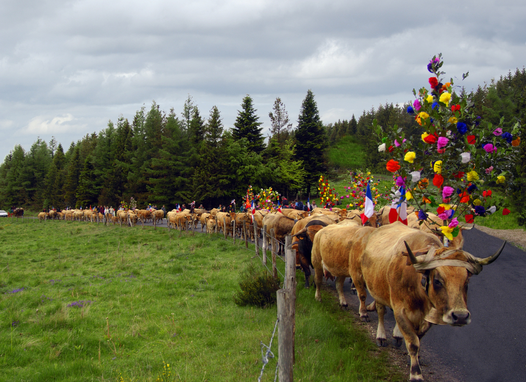 Transhumance en Aubrac et séjour dans l'Aveyron