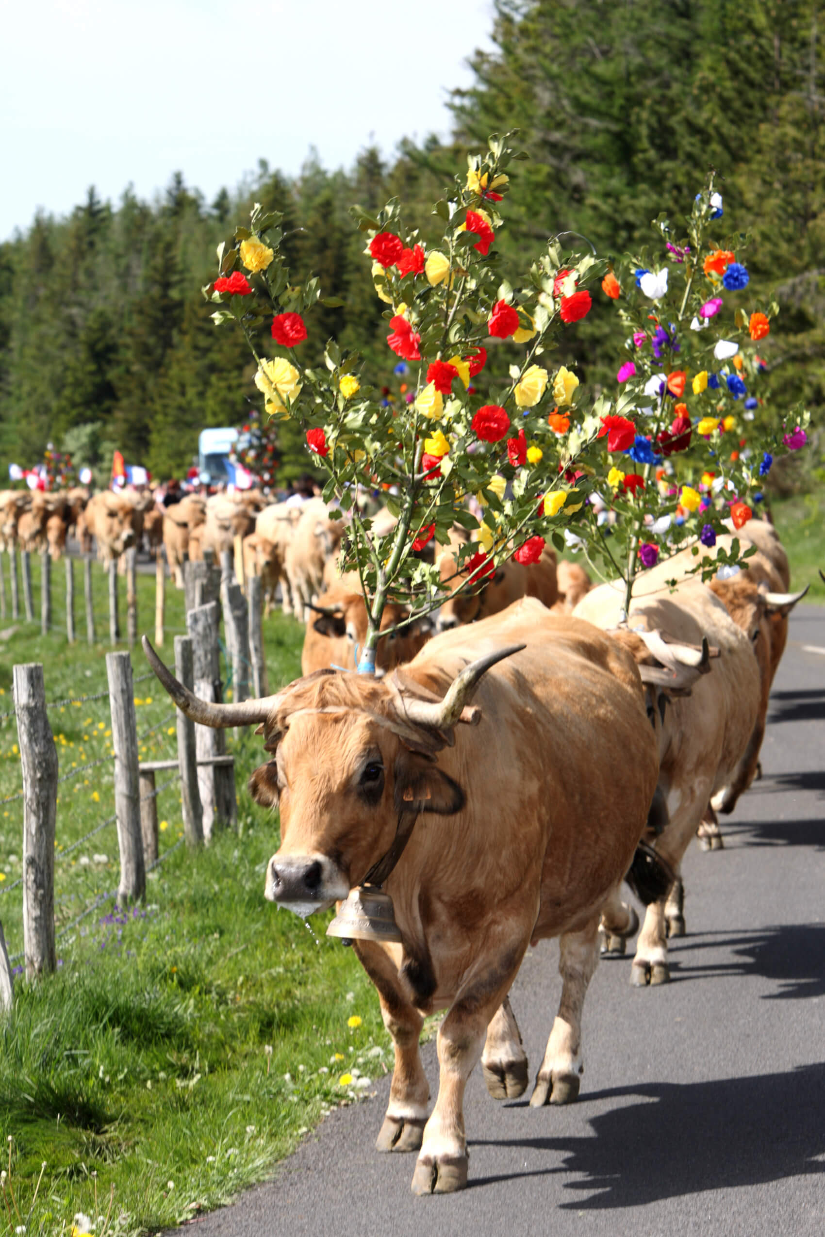 Transhumance en Aubrac et séjour dans l'Aveyron