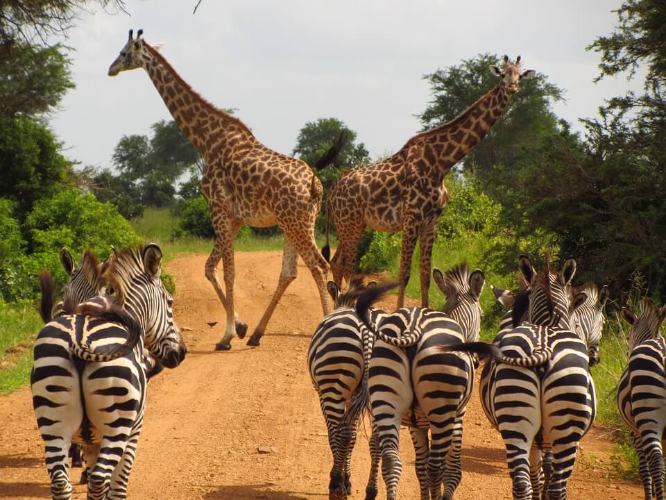 Tanzanie - Zanzibar