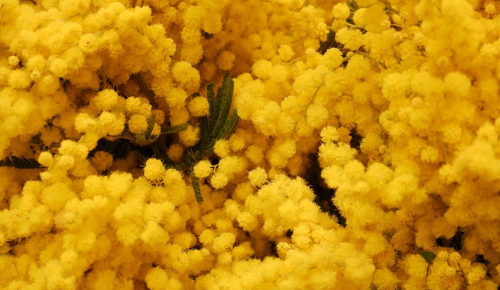 Carnaval de Nice & Fête du Mimosa