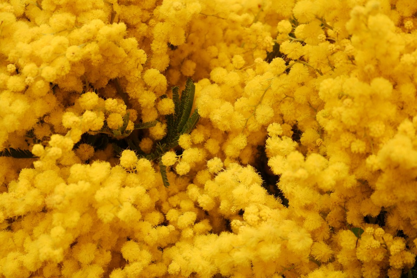 Carnaval de Nice & Fête du Mimosa - FDSEA 35