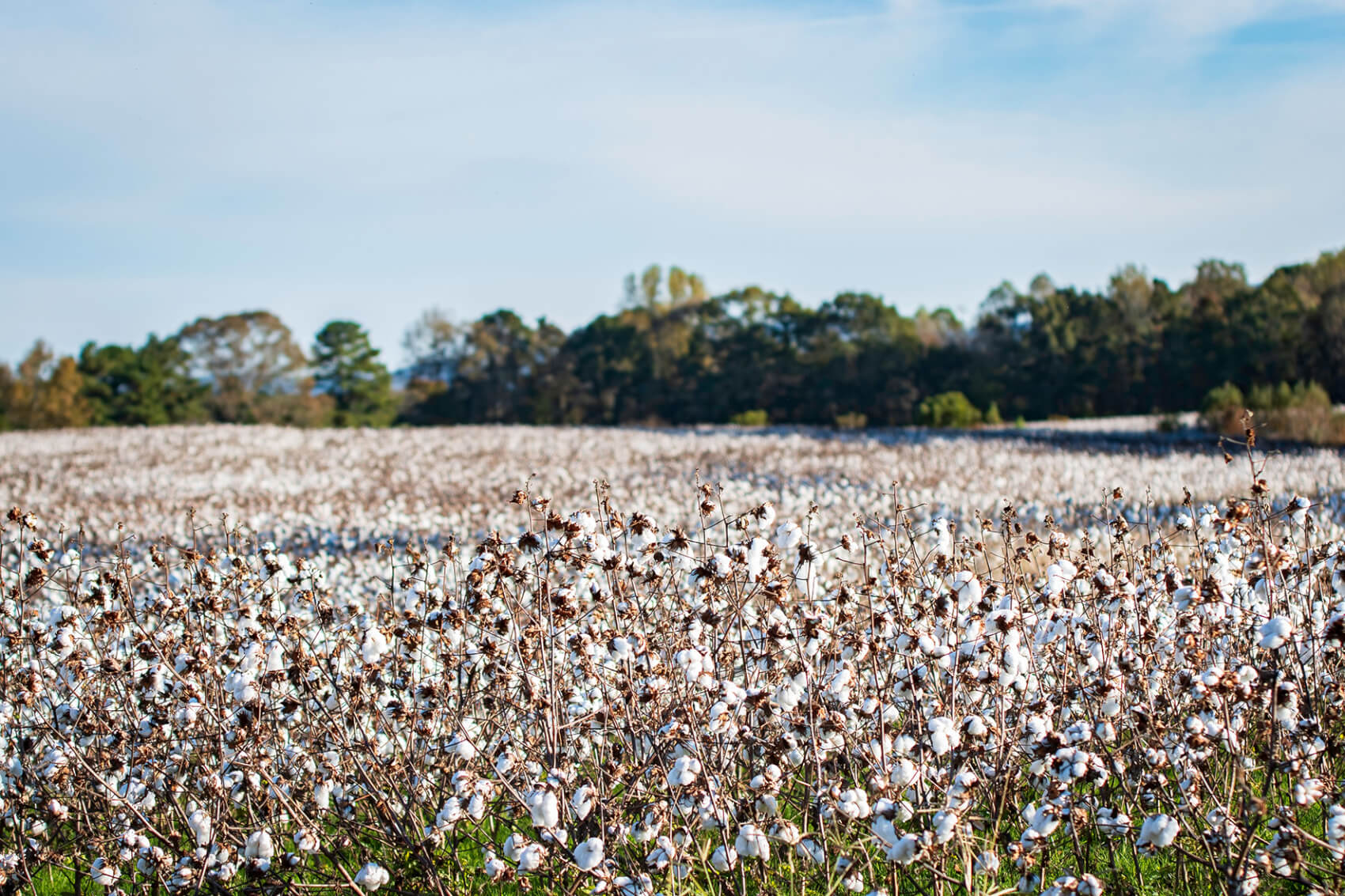 Est USA : La route du blues
