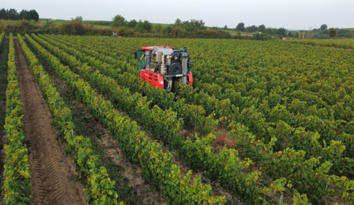 Vendanges à Dénezé-sous-Doué