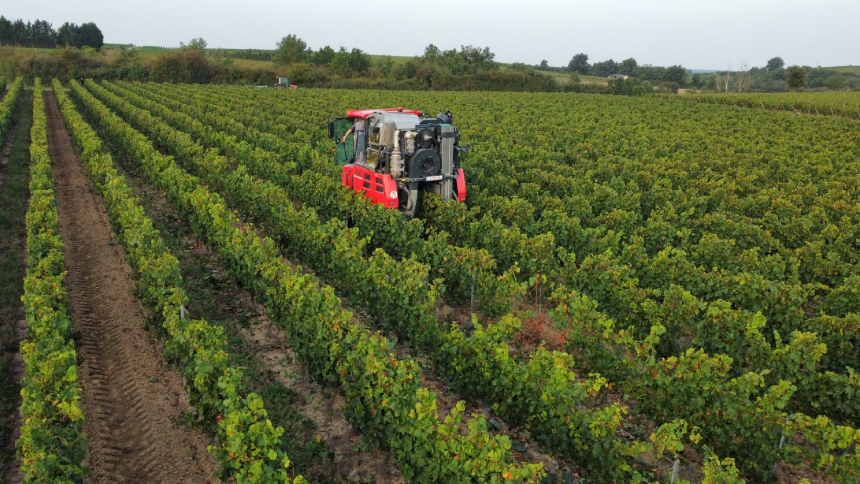 Vendanges à Dénezé-sous-Doué