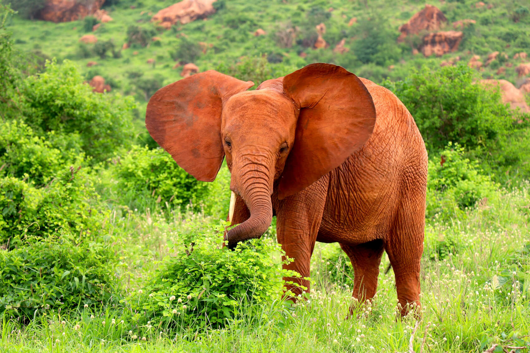 Kenya