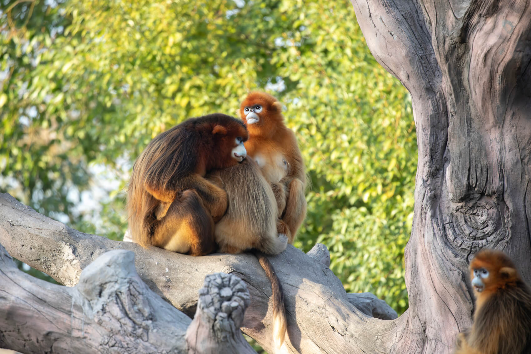 Visite libre du ZOO PARC DE BEAUVAL