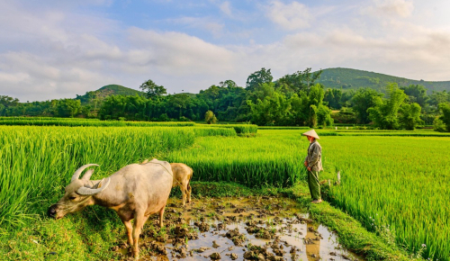 Sri Lanka