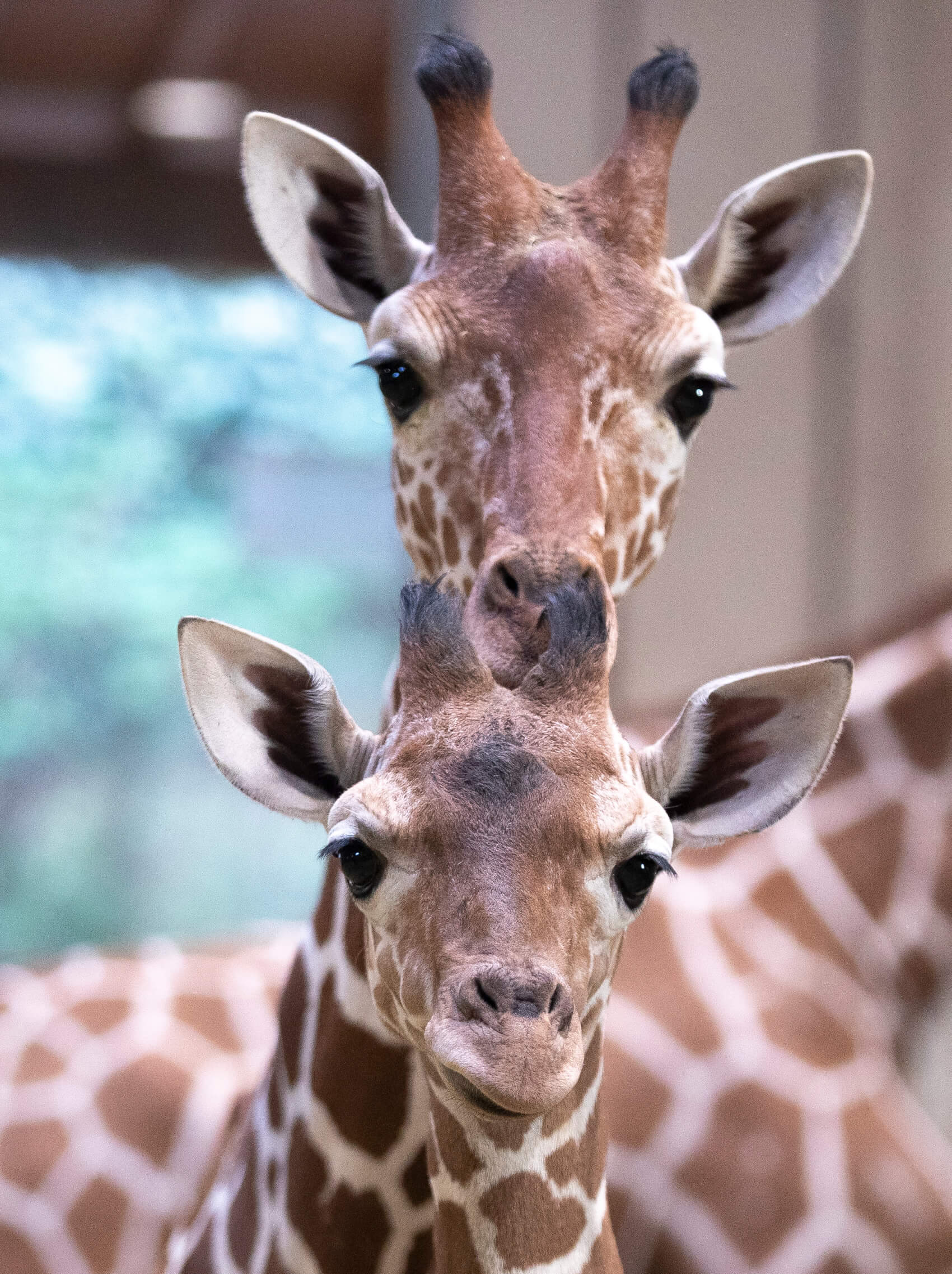 L'entrée au ZOOPARC DE BEAUVAL pour les 2 jours