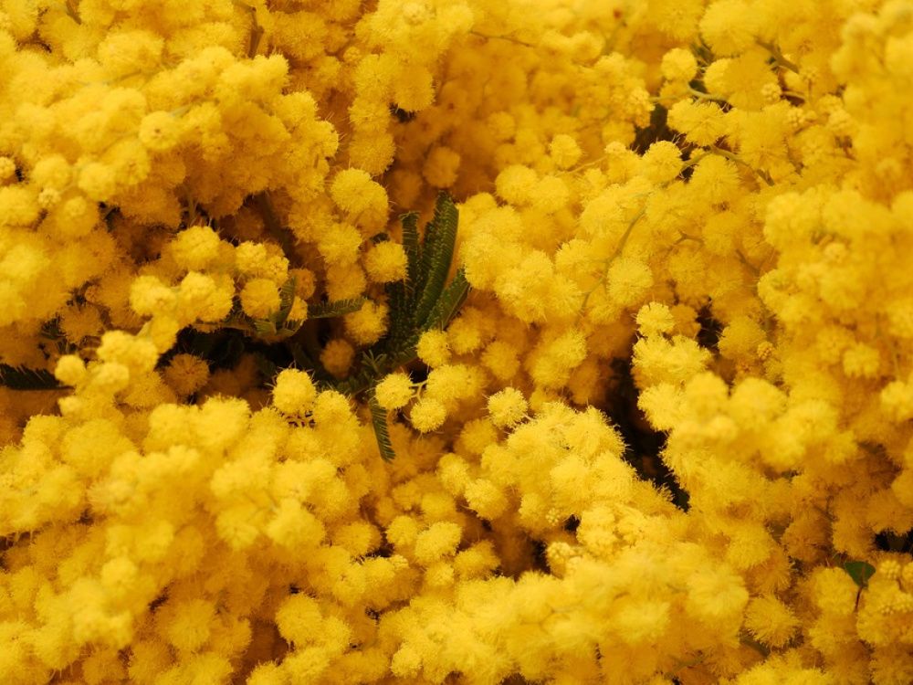Carnaval de Nice & Fête du Mimosa